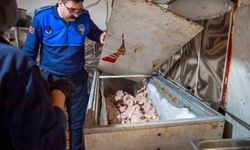 Dönerciden kurtlu salça ve turşu çıktı