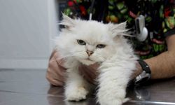 Kedide dünyada görülmemiş anomali: Başarılı operasyonla sağlığına kavuştu