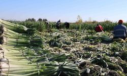 Kozan'da pırasa hasadı başladı: 20-22 TL'den alıcı buluyor