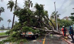 Mersin’de Ağaç 3 Aracın Üzerine Devrildi