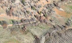 Nurhak'ta yaban domuzu avı yapıldı