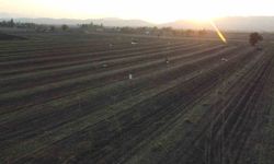 Osmaniye'nin altın ürünü yer fıstığı, hayvan yemi olarak da değerlendiriliyor