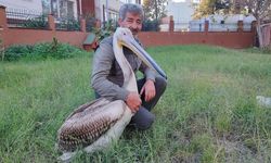 Yaralı pelikanın yürek ısıtan dostluğu