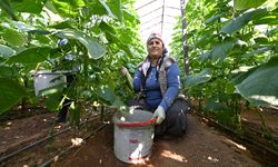 Aydıncık’ta Büyükşehir Fideleri Meyve Verdi!