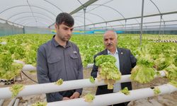 CHP’li Dinçer: “Marul Üreticisi Çöküşte”