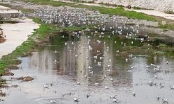 Mersin Büyülendi: Müftü Deresi’nde Martı Şöleni