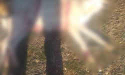 Burdur'da köpeklerin silahla öldürüldüğü iddialarına valilikten açıklama