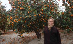Çiftçinin dalından bedavaya vermeye razı olduğu mandalina bahçelerinde toprak turuncuya döndü