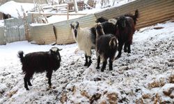 Hayvan üreticilerinin kurtlarla başı dertte