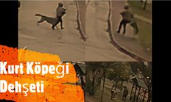 Kurt köpeklerinin saldırı anı kamerada: Küçük köpeği bulunan kadını yere düşürdüler