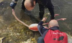 İnciraltı’nda can pazarı: Flamingo ipten kurtarıldı