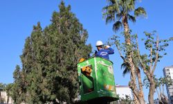 Toroslar Belediyesi’nden Kapsamlı Ağaç Budama Seferberliği