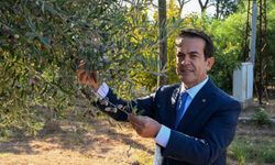 Antalya zeytinyağını markalaştıracak 30 öneri