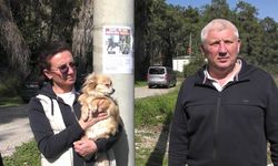 Antalya’da Kayıp Köpekler İçin 100 Bin TL Ödül