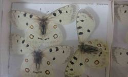 Böcek Müzesi 30 bin örnekle bilime katkı sunuyor, çocukların korkularını yeniyor