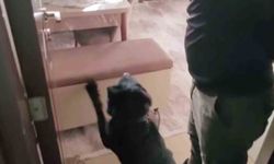 Evindeki sandıktan 814 gram eroin çıktı, 'Satmıyorum, kullanıcıyım' dedi