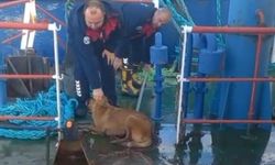 Hatay'da Denizde Mahsur Kalan Köpeği İtfaiye Kurtardı