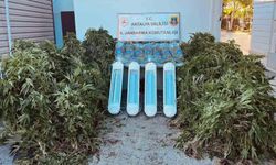 Jandarmadan Aksu’da Uyuşturucu Operasyonu: 356 Kök Skunk