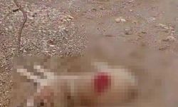 Köpeği av tüfeğiyle öldürdü, gözaltına alındı