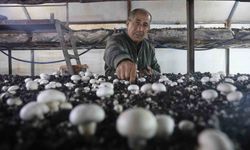 Mantar üreticiliğine ilk adımı ahırda attı, varını yoğunu satıp kurduğu 3 çadırda mantar üretiyor