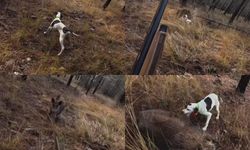 Mersin'de av sırasında domuz saldırısı kamerada