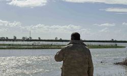Seyhan Nehri taştı, Tarsus'ta tarım arazileri sular altında kaldı