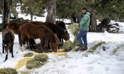 Toros Dağlarındaki yılkı atları ve yabani hayvanlar unutulmadı