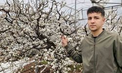 Türkiye karla kaplıyken Silifke'de erik ağaçları çiçek açtı