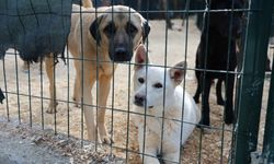 Toroslar’da Patili Dostlara 62 Dekarlık Doğal Yaşam Alanı