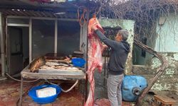 Osmaniye’de 2 metrelik dev yayın balığı vatandaşın ilgi odağı oldu