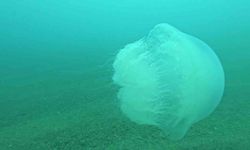 Antalya Körfezi’nde Dev Denizanası Alarmı