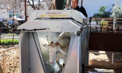 Antalya’da Besiciye Büyük Nefes: Küçükbaş Hayvanlar Korunuyor