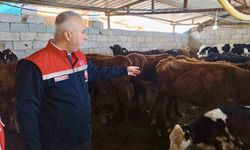 Hatay'da Yerli Irk Hayvancılığa Teknik Destek