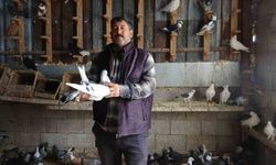 Kuzeninin 7 yaşındayken kendine verdiği güvercinle başlayan hevesini 45 yıldır yaşatıyor