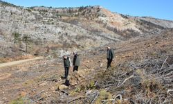 Mersin'de yangın sahalarında doğa yeniden canlanıyor