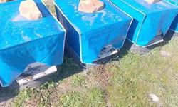 Mersin'de zamansız zirai ilaçlama arıların ölümüne sebep oldu