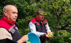 Mut'ta örtü altı erik hasadı başladı