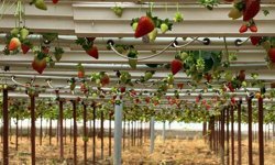 Almanya'da eğitim aldı, Türkiye'de 'topraksız' başarıyı yakaladı: Hedef 100 ton çilek