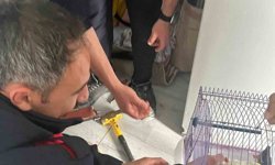 Antakya'da profil demirine sıkışan kuş kurtarıldı