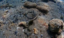 Büyükşehir'den Yat Limanı'nda deniz dip temizliği