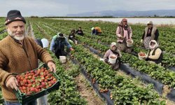 Silifke Çileğinde Hasat Başladı: Dubai ve Katar’a Uçuyor!