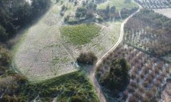 Mersin'de misket büyüklüğünde dolu etkili oldu: Orman ve bahçeler beyaza büründü