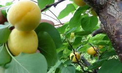 Mersin’de Kayısı Mesaisi Başladı: İlk Ürünler Yola Çıktı