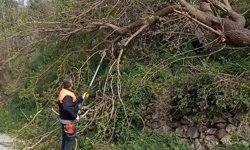 Osmaniye'de fırtına etkili oldu, devrilen ağaçlar yolları kapattı