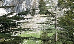 Osmaniye'de kayalıklardan düşen adam hayatını kaybetti