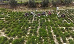 Sofraların vazgeçilmezi zahterde bereketli hasat