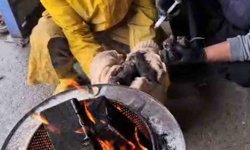 Temizlik işçilerinin dikkati, yavru kedileri ölümden kurtardı