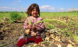 Turfanda soğanda hasat başladı, fiyatı arz-talep belirleyecek