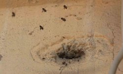 Yıllardır mahalleyi mesken tutan arıları çocukların attığı taş kızdırdı