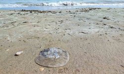 Yumurtalık sahilini denizanaları sardı